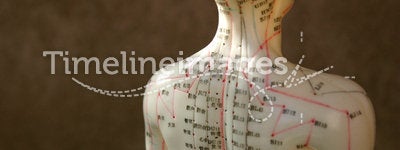 Acupuncture dummy back and shoulder