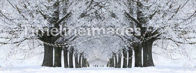 Winter Snow Trees, Park Road Perspective, White Alley Tree Rows