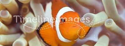 Tropical fish Clownfish