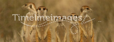 Meerkat (suricate) family, Kalahari, South Africa