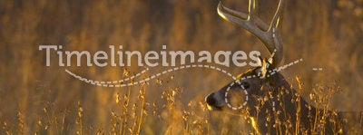 Whitetail deer buck at sunset