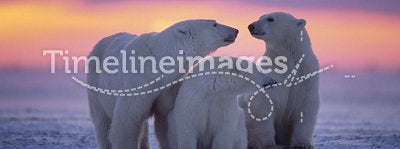 Polar bear with yearling cubs