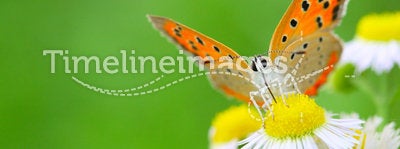 The butterfly and flower