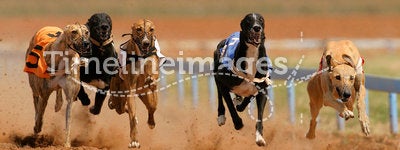 Sprinting greyhounds