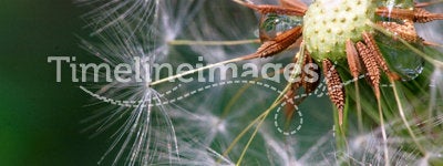 Seeded dandelion head