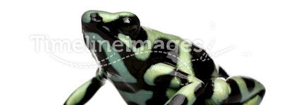 Green and Black Poison Dart Frog - Dendrobates aur