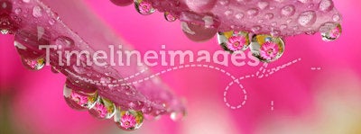 Macro water drop flower