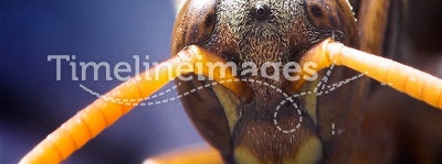 Head of a wasp