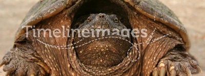 Snapping Turtle Head