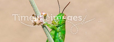 Grasshopper on desert sage