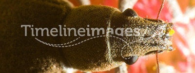 Macro of a beetle