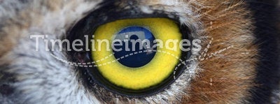 Owl eye