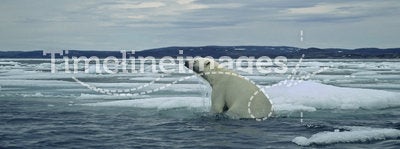 Polar bear on ice floe in Canadian Arctic