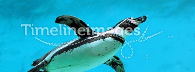 Humboldt penguin under water