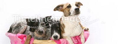 Three dogs in basket