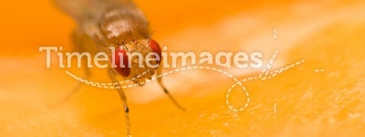 Tiny fruit fly sitting on an apple