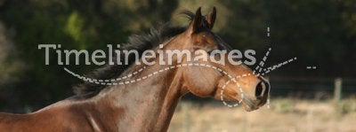 Horse headshot