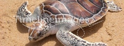 Leatherback turtle on Phuket beach