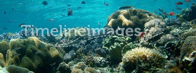Blue Water, Coral Reef