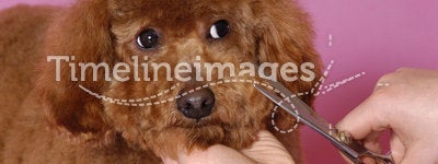 Poodle Cosmetologystep