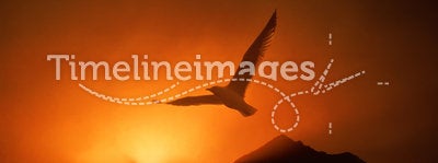 Seagull soaring above sunrise