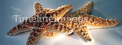 Starfish Couple with Light Effect
