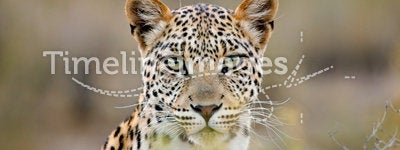 Leopard portrait, Kalahari desert, South Africa