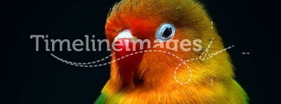 Funny little parrot