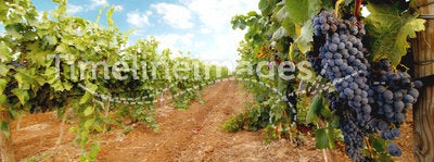 Vineyard. Photo of a vineyard landscape