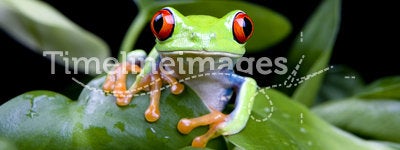 Frog in plant isolated on black