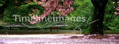 Magic view cherry blossom