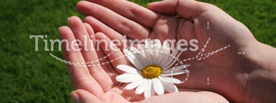 Flower and Hand