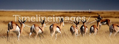 Springboks in Etosha Park