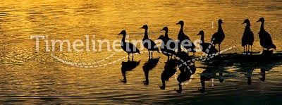 Ducks in the sunset