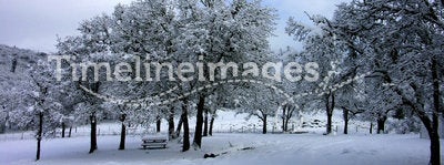 A Winter Park Scene