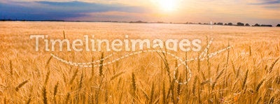 Golden wheat ready for harvest growing in a farm