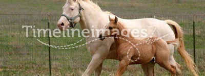 Mare & Foal Trotting