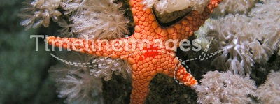 Red Sea Seastar fish