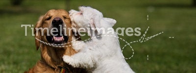 Sealyham Terrier and golden