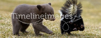 Curious Black Bear (Ursus americanus) and Striped Skunk