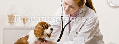 Female vet cares for dog