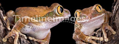 Big-eyed tree frog love