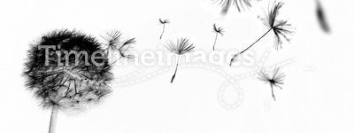 Abstract dandelion