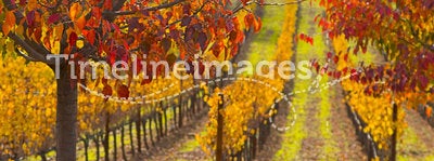 Fall colors in Grape Field