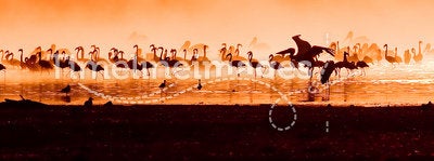 Flocks of flamingos in the sunrise