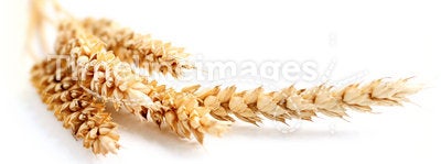 Wheat border