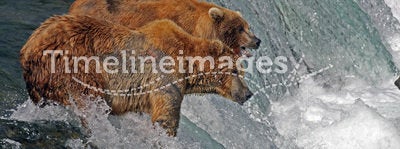 Grizzly bears on waterfall