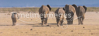 Elephants, rear view, amboseli, Kenya