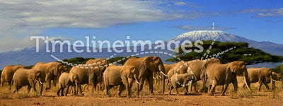 Kilimanjaro Elephants