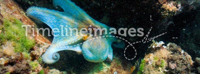 Underwater image -octopus